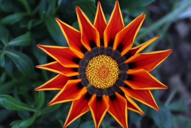 Gazania rigens - červená