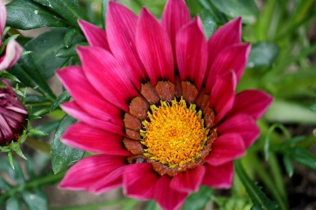 Gazania rigens - ružová