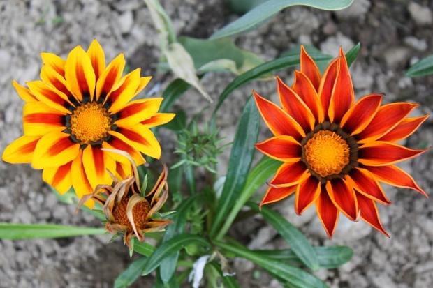 gazania splends