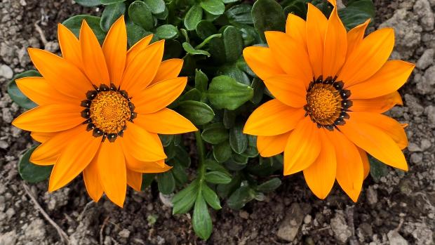 Gazania rigens - oranžová 01