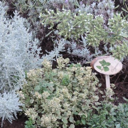 panasovane oregano pre Dominika123