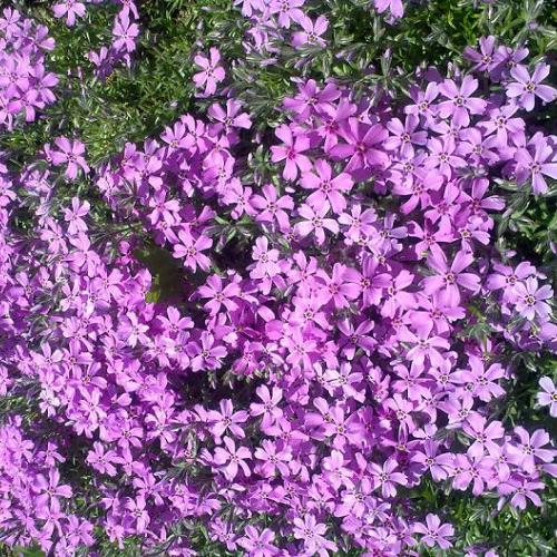 Flox
