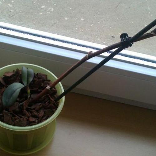 Orchidea