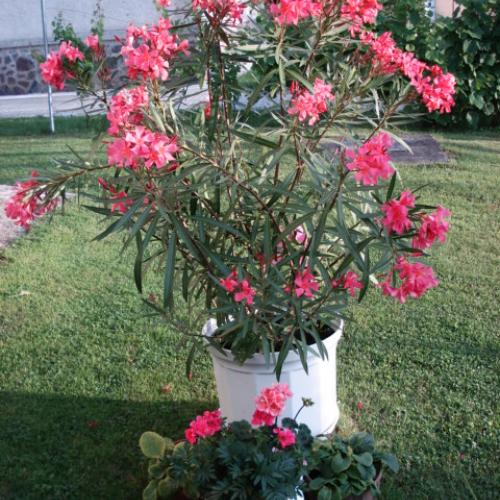 Lososový oleander 
