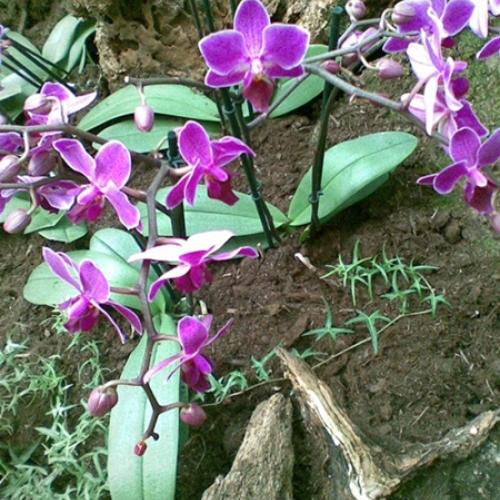 Orchidejky