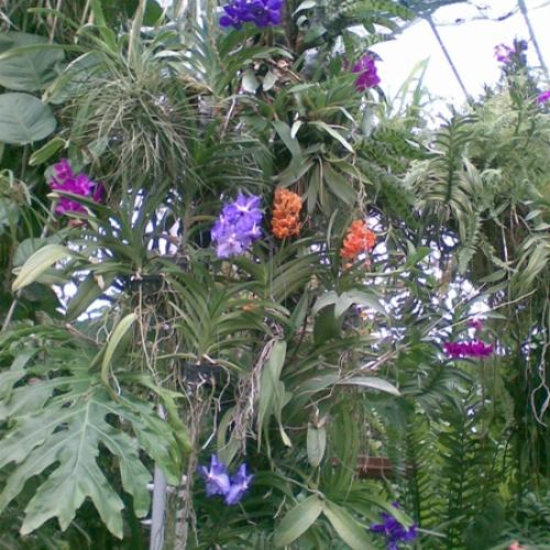 Orchidejky