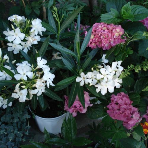 Biely oleander