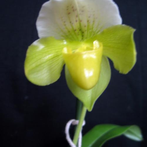 Paphiopedilum