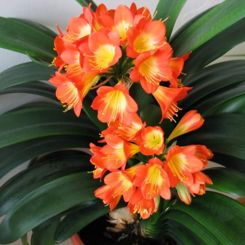 Klívia - Clivia miniata