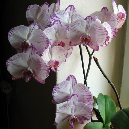 Phalaenopsis