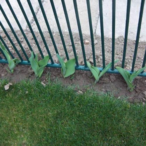 Tulipány :-)
