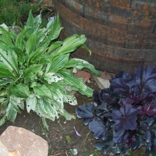 heuchera obsidian, hosta??