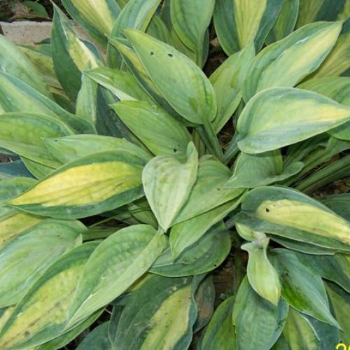 moja hosta