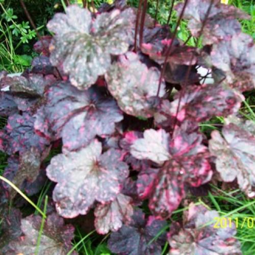 Heuchera Midnight rose