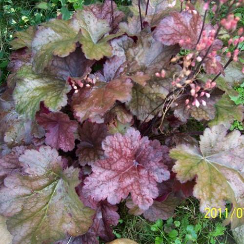 Heuchera