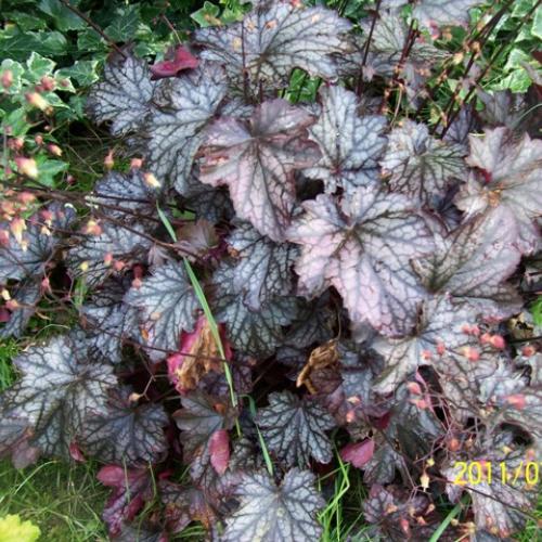 Heuchera