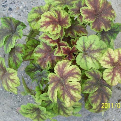 Heucherella golden zebra