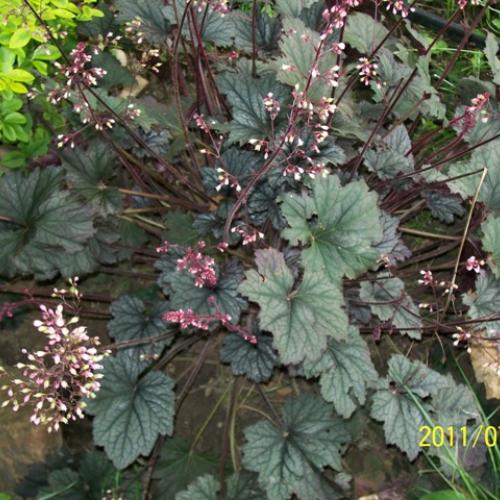 Heuchera