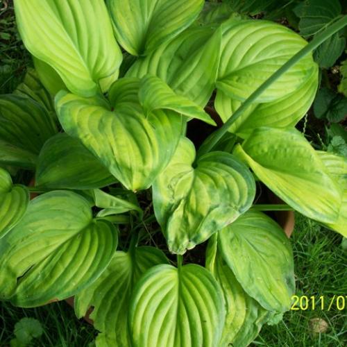 Hosta