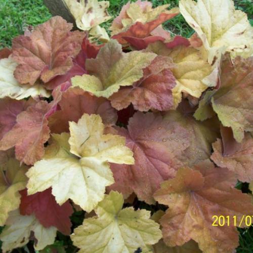 Heuchera