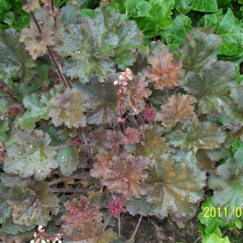 Heuchera cappucino