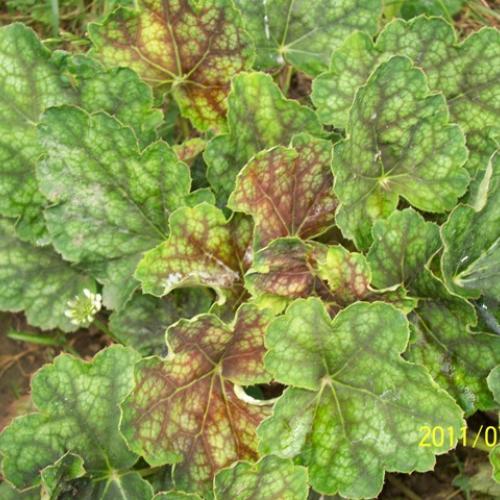Heuchera