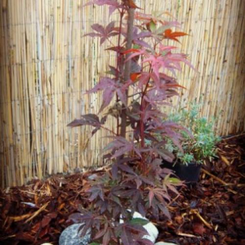 Javor Červený - Acer Atropupureum