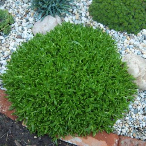 Delosperma Nubigenum