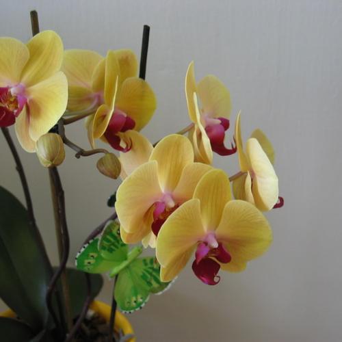 Phalaenopsis