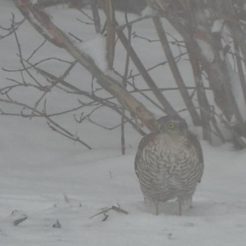 Táto kaňa robí u nás pravidelné nálety na vtáčiky
