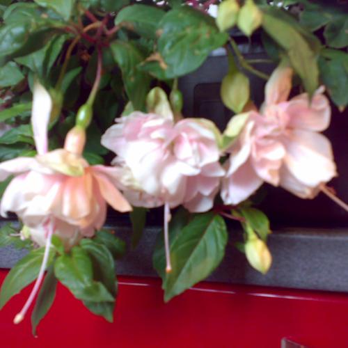 fuchsia Pink Marschallow