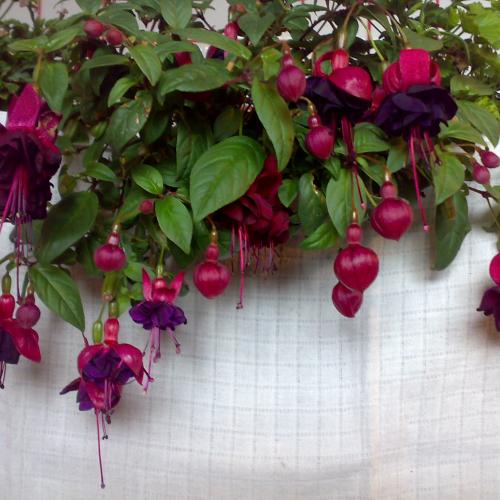 fuchsia Millenium