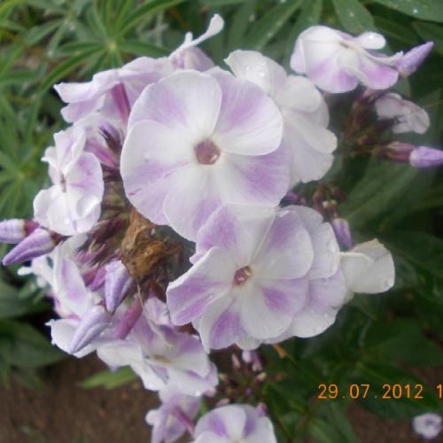 Phlox paniculata Violetta Gloriosa