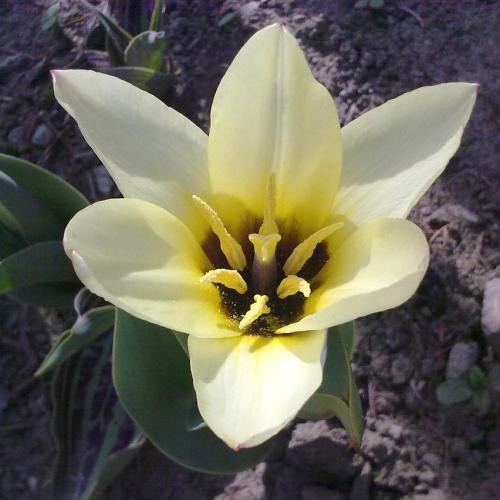 Tulipán