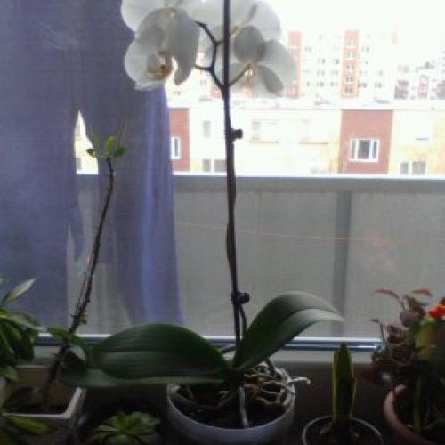 moja orchidea