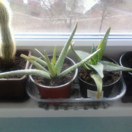 moje aloe vera