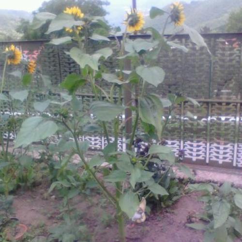 velka slnecnica