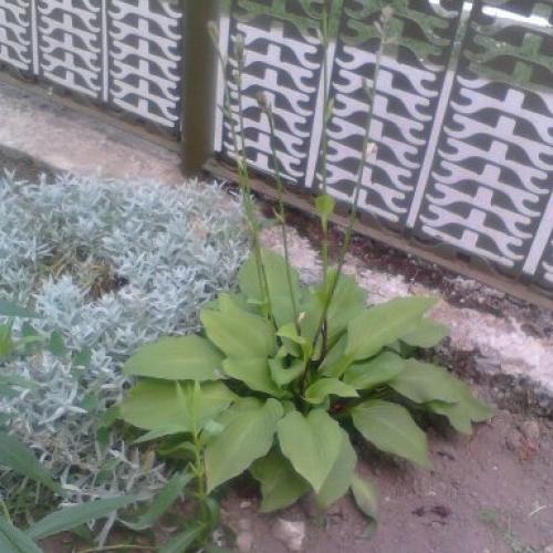 mala hosta