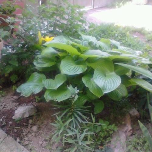 moja hosta