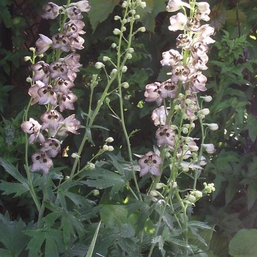 delphinium elatum  ´chocolate ´