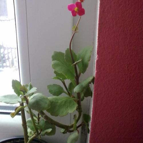 Kalanchoe :)