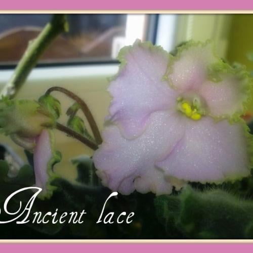 Ancient Lace