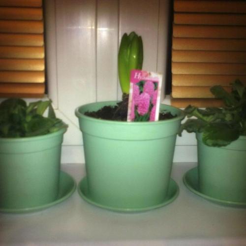 Hyacinth