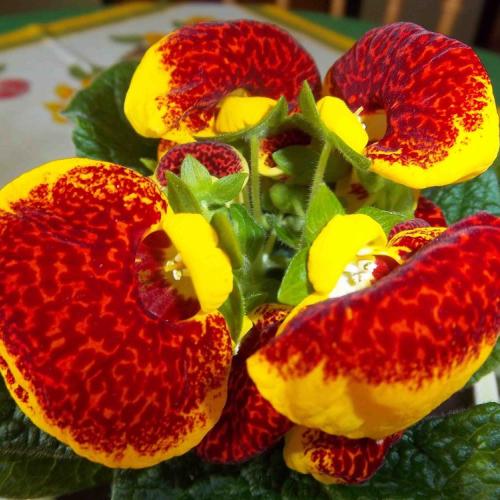 Calceolaria-1