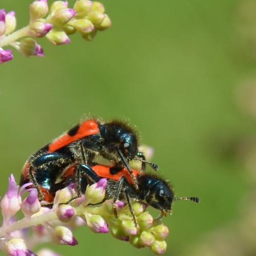 dnes na astilbe :)