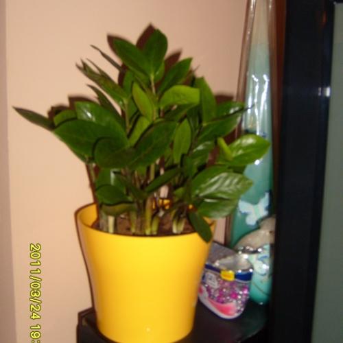zamioculcas