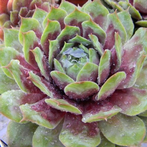 Sempervivum po daždi
