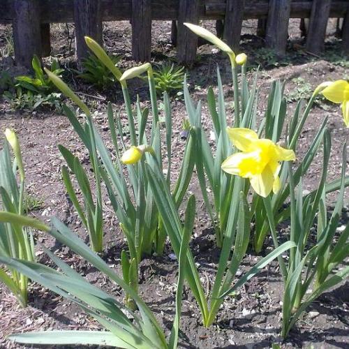 Narcisy