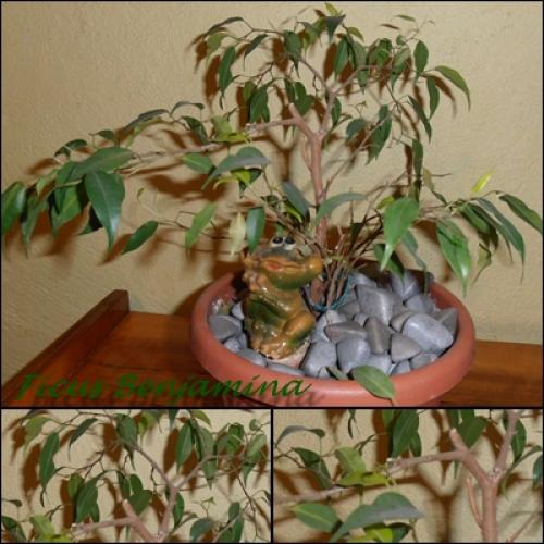 Ficus Benjamina
