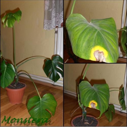 Monstera